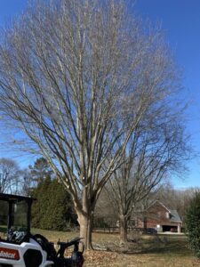 Business queued-photos - Viking Tree Experts