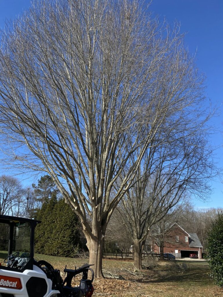 Business queued-photos - Viking Tree Experts