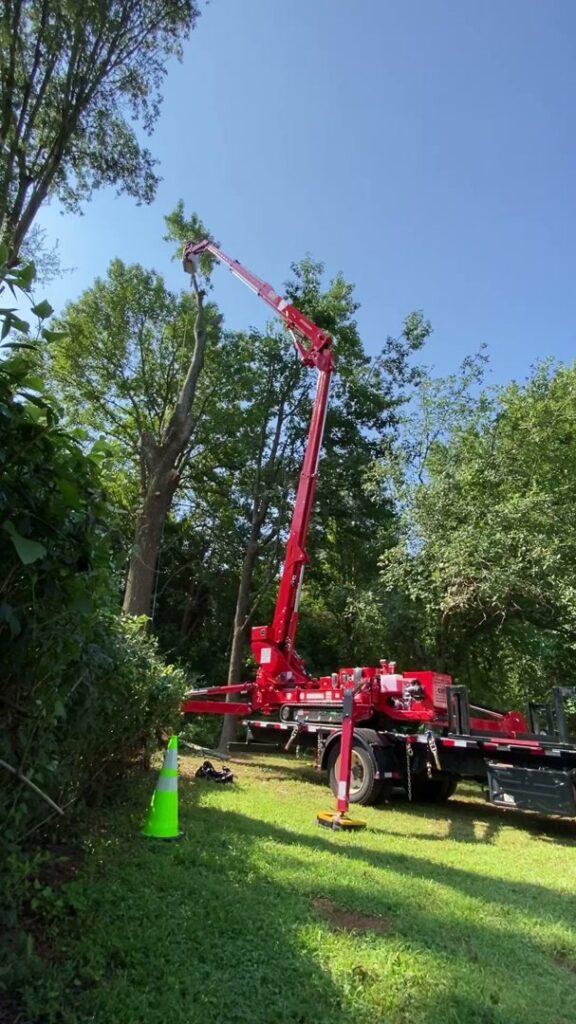 Business queued-photos - Viking Tree Experts