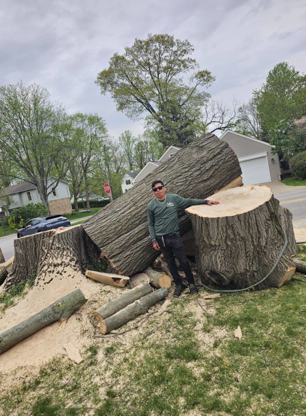 Business queued-photos - Lulo’s tree service