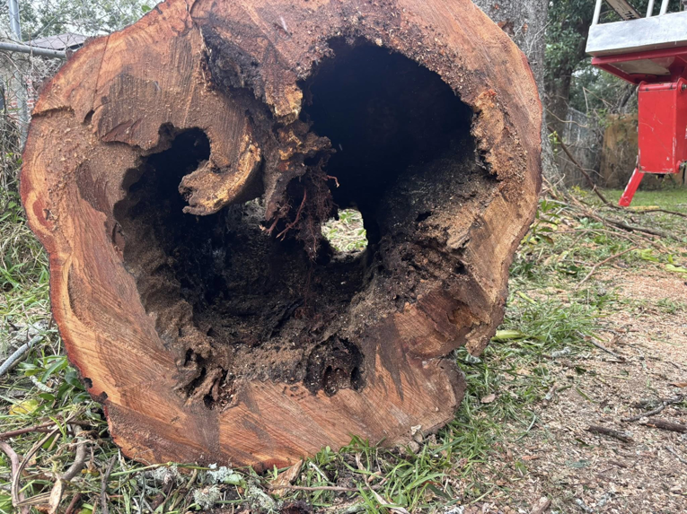 Business queued-photos - NFL Tree Service