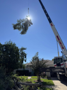 Business queued-photos - NFL Tree Service