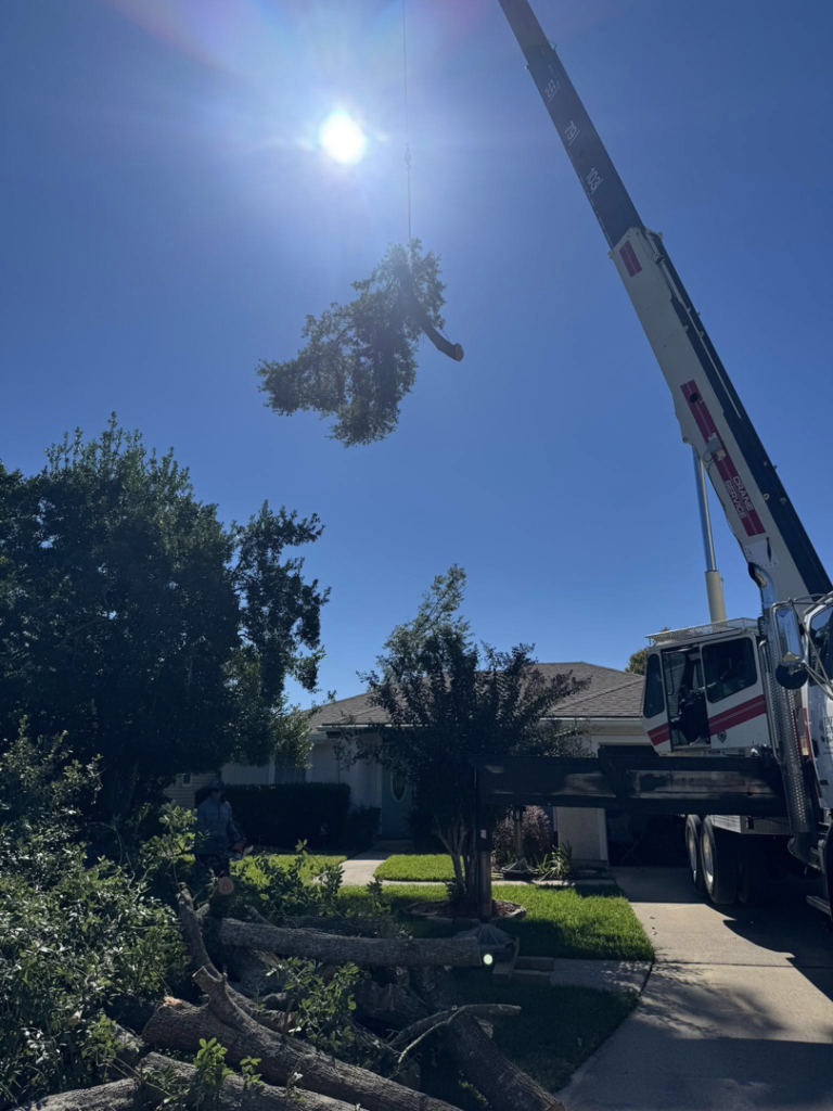 Business queued-photos - NFL Tree Service