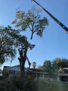 Business queued-photos - NFL Tree Service