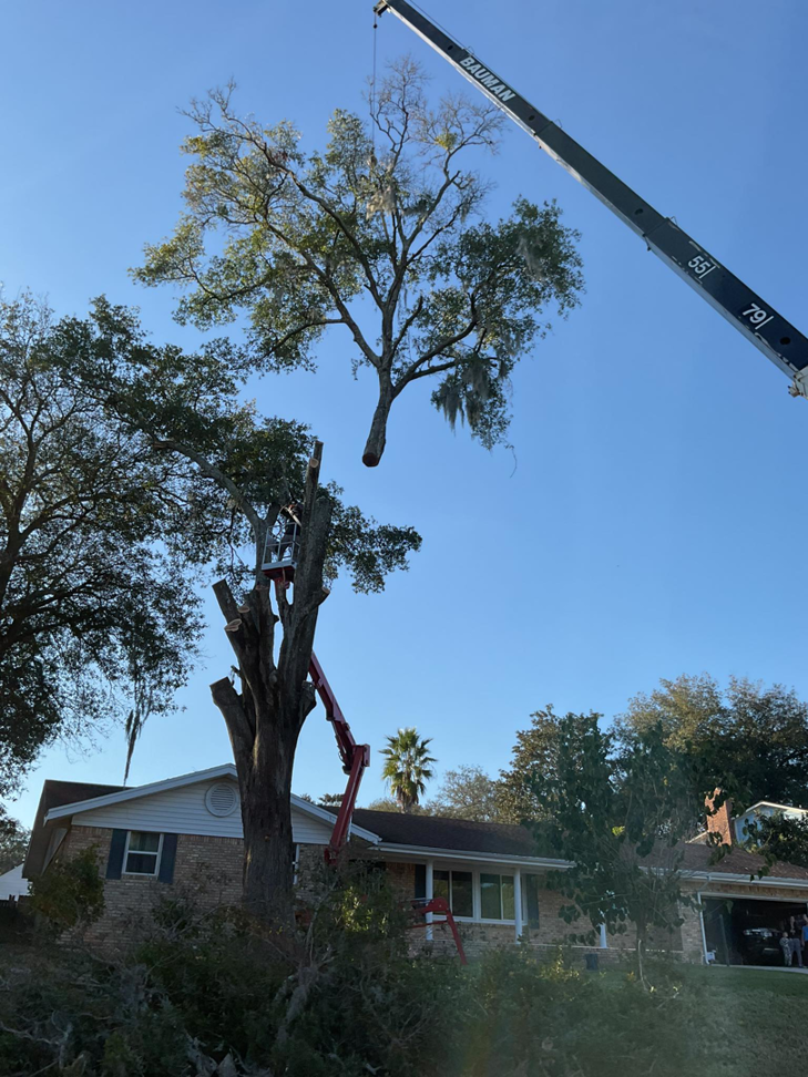 Business queued-photos - NFL Tree Service