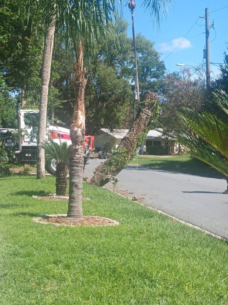 Business queued-photos - NFL Tree Service