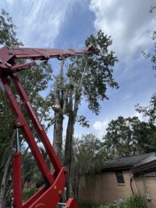 Business queued-photos - NFL Tree Service