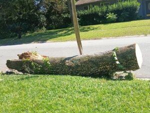 Business queued-photos - NFL Tree Service