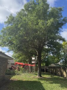 Business queued-photos - NFL Tree Service