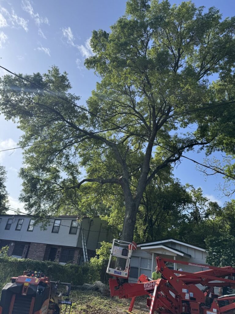 Business queued-photos - NFL Tree Service