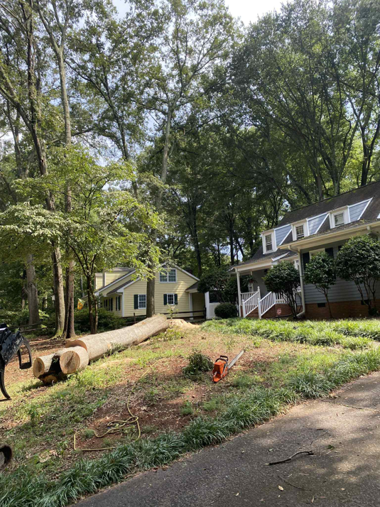 Business queued-photos - Torwai’s Quick Tree Service and Stump Removal