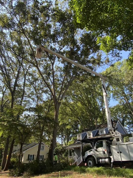 Business queued-photos - Torwai’s Quick Tree Service and Stump Removal