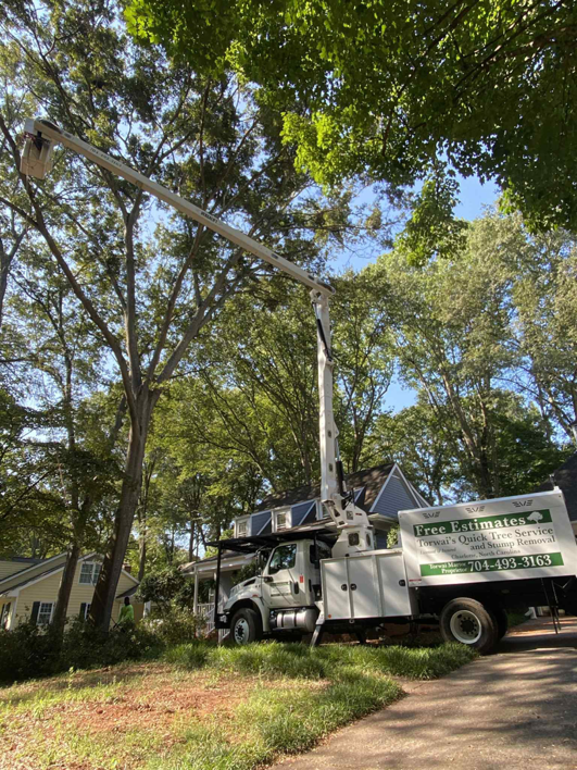 Business queued-photos - Torwai’s Quick Tree Service and Stump Removal