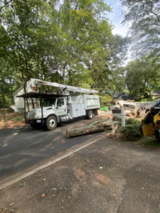 Business queued-photos - Torwai’s Quick Tree Service and Stump Removal