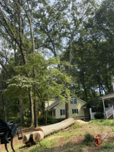 Business queued-photos - Torwai’s Quick Tree Service and Stump Removal