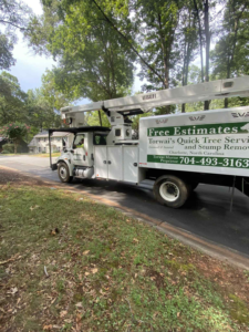 Business queued-photos - Torwai’s Quick Tree Service and Stump Removal