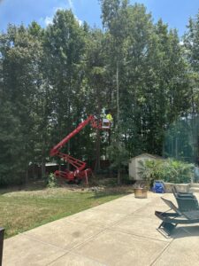 Business queued-photos - Torwai’s Quick Tree Service and Stump Removal