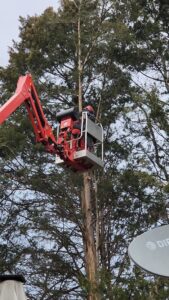 Business queued-photos - Torwai’s Quick Tree Service and Stump Removal