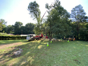 Business queued-photos - Torwai’s Quick Tree Service and Stump Removal