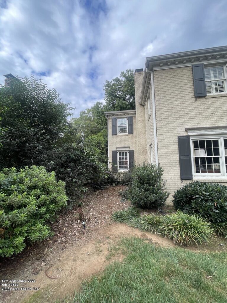 Business queued-photos - Torwai’s Quick Tree Service and Stump Removal