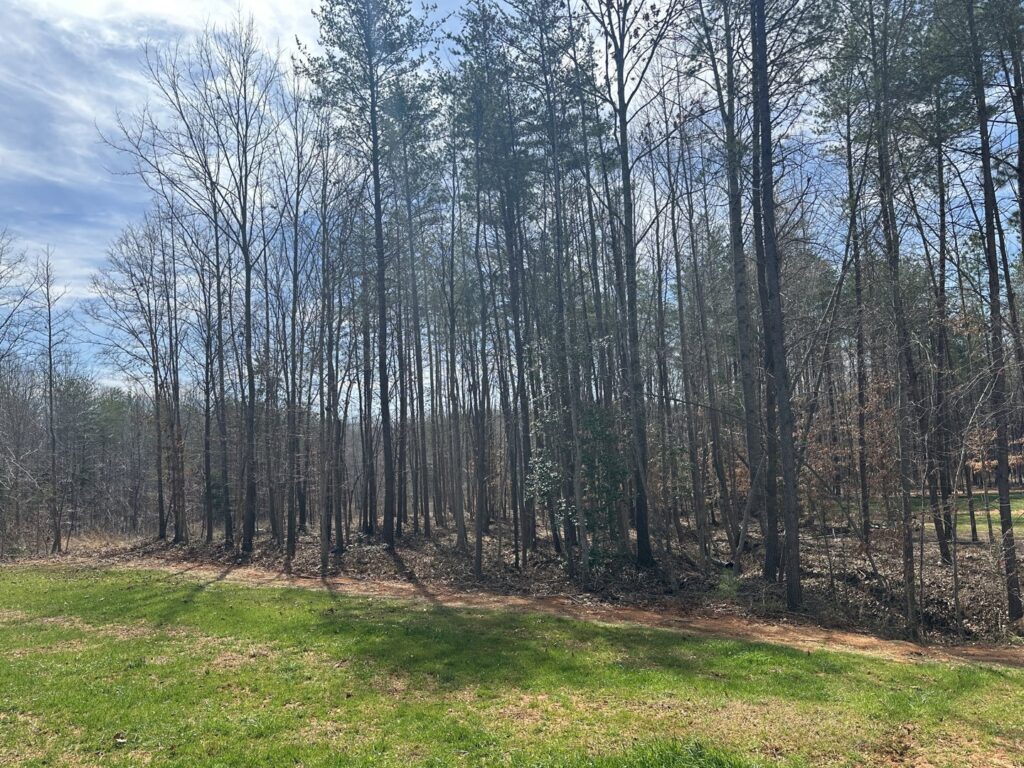 Business queued-photos - Torwai’s Quick Tree Service and Stump Removal