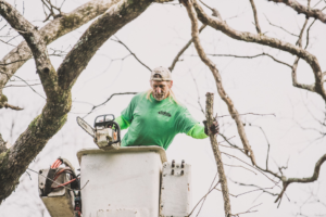 Business queued-photos - Tip Top Tree Service