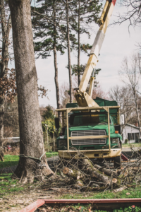 Business queued-photos - Tip Top Tree Service