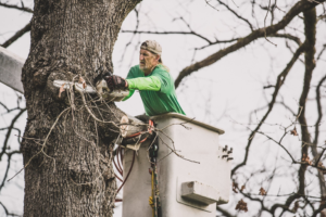 Business queued-photos - Tip Top Tree Service