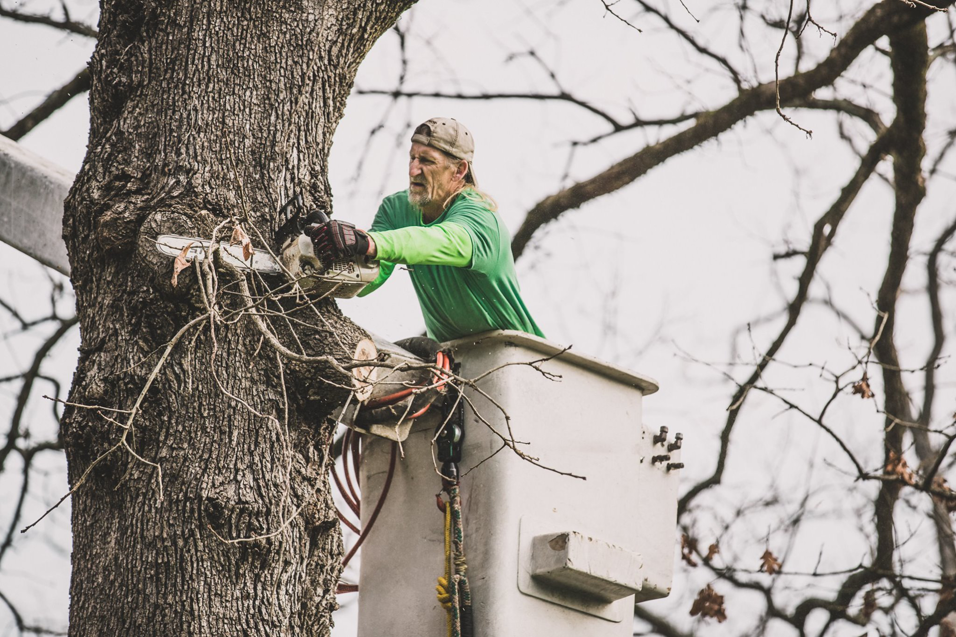 Business queued-photos - Tip Top Tree Service