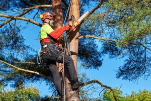 Business queued-photos - Duffey Tree Care