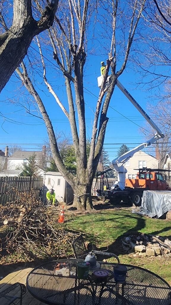 Business queued-photos - Duffey Tree Care