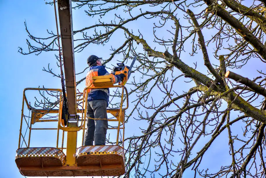 Business queued-photos - Duffey Tree Care