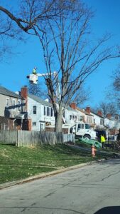 Business queued-photos - Duffey Tree Care