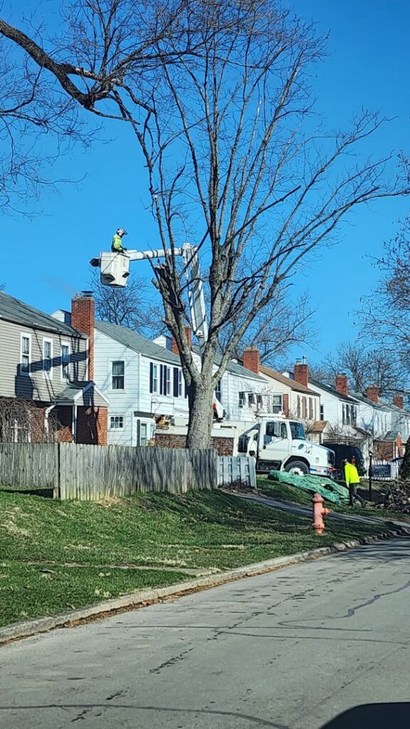 Business queued-photos - Duffey Tree Care