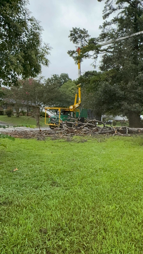 Business queued-photos - Rene Tree Service LLC