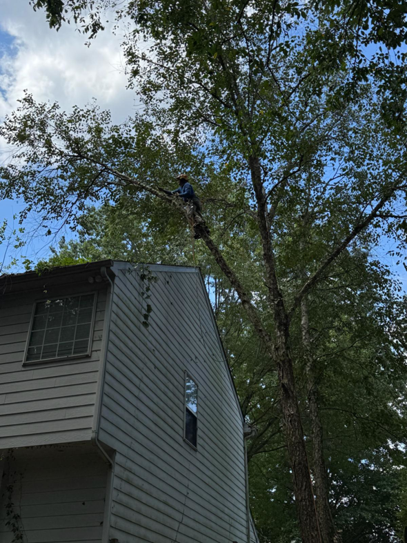 Business queued-photos - Rene Tree Service LLC