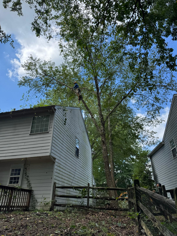 Business queued-photos - Rene Tree Service LLC