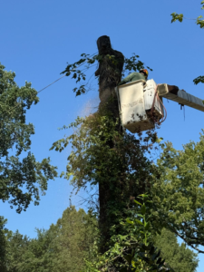 Business queued-photos - Rene Tree Service LLC