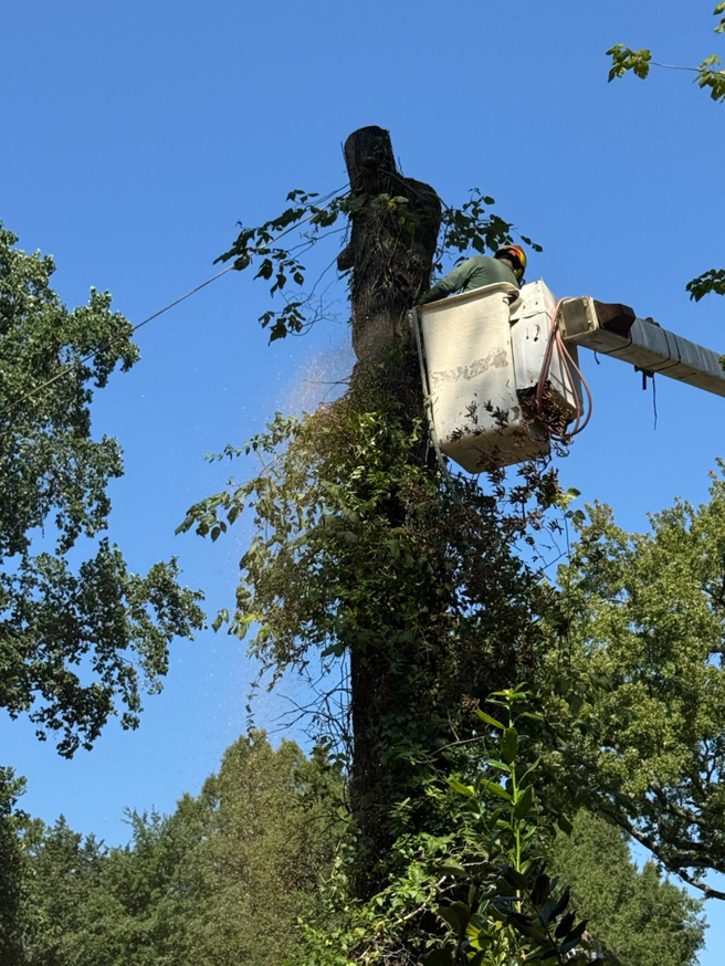 Business queued-photos - Rene Tree Service LLC