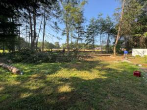 Business queued-photos - Rene Tree Service LLC