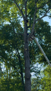 Business queued-photos - Rene Tree Service LLC