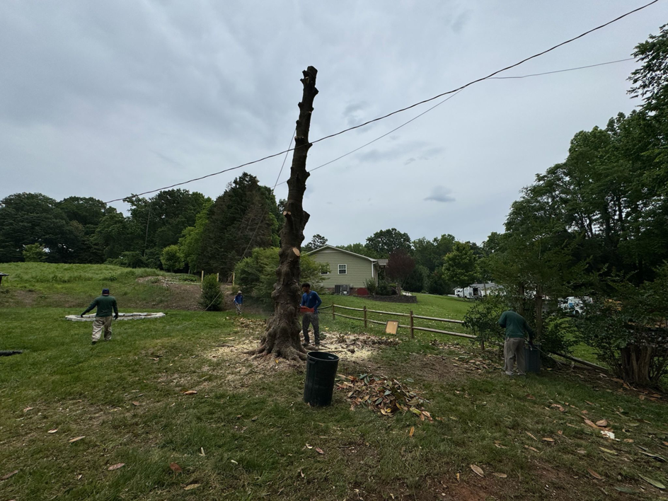 Business queued-photos - Rene Tree Service LLC