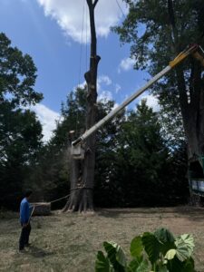 Business queued-photos - Rene Tree Service LLC