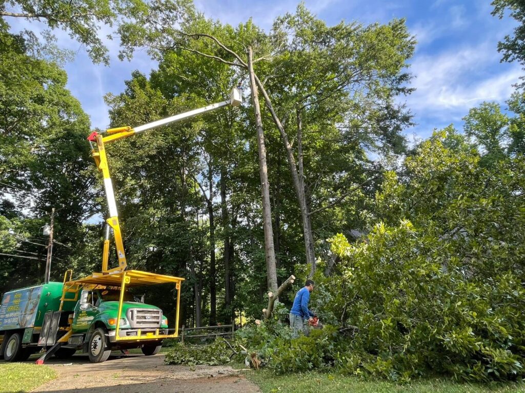 Business queued-photos - Rene Tree Service LLC