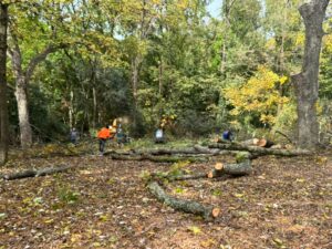 Business queued-photos - Rene Tree Service LLC