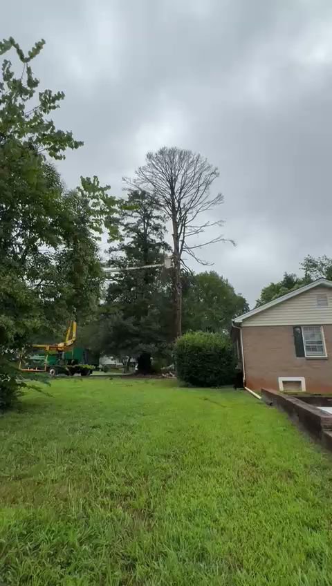 Business queued-photos - Rene Tree Service LLC
