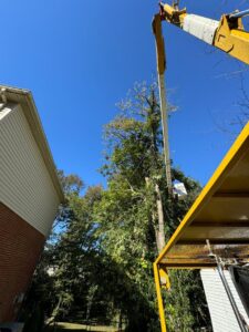 Business queued-photos - Rene Tree Service LLC