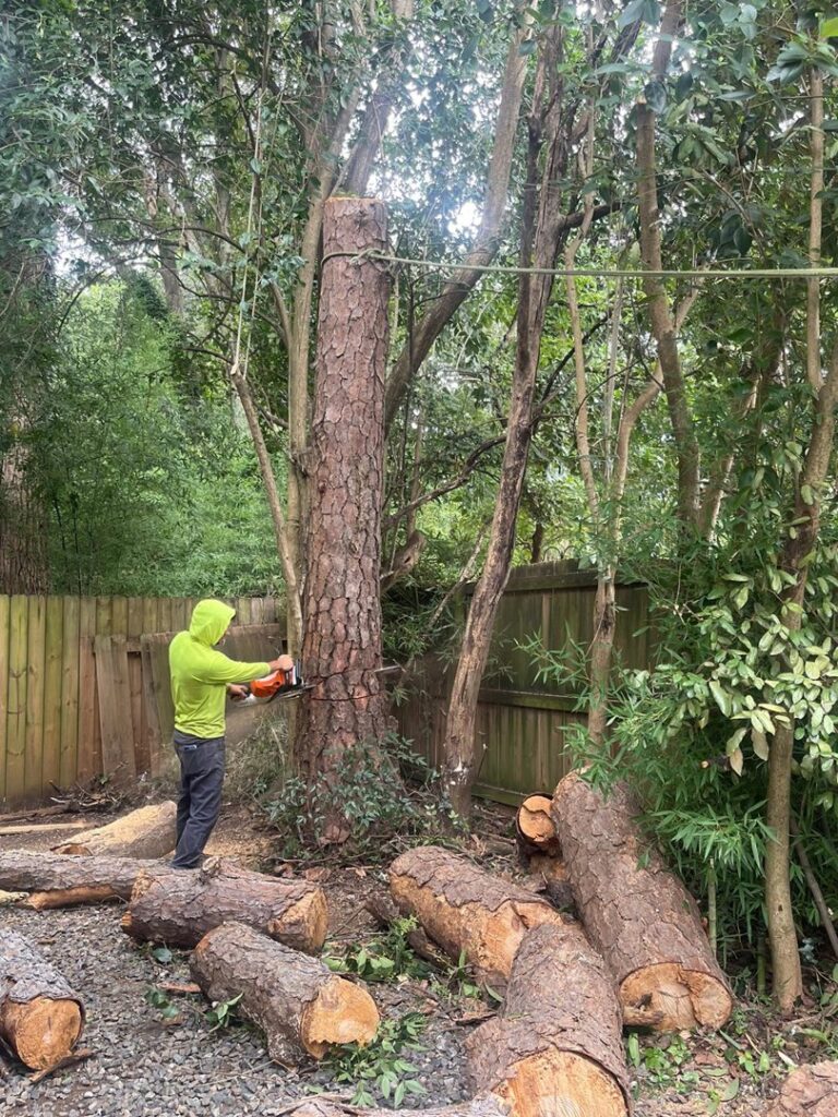 Business queued-photos - Rene Tree Service LLC