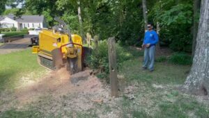 Business queued-photos - Rene Tree Service LLC