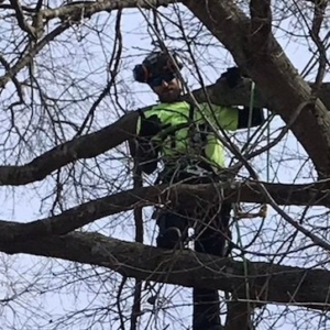 Business queued-photos - Tony’s Tree Service LLC